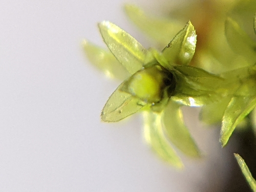 Image of Bent-Leaved Beard-Moss (Leptodontium flexifolium) by (c) Dan Wrench, some rights reserved (CC BY)