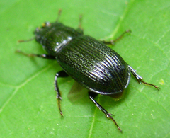 Lucanidae
