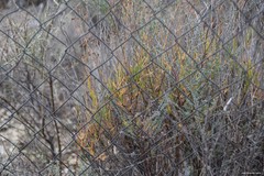 Bupleurum fruticescens