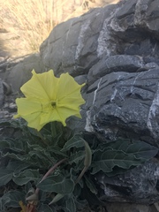 Oenothera brachycarpa