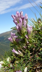 Gentianella anisodonta