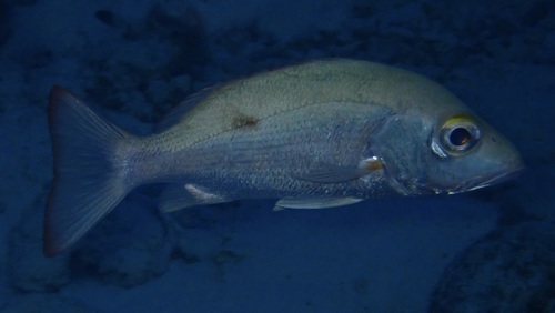 Lutjanus mahogoni