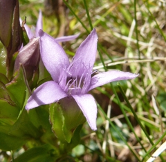 Gentianella anisodonta