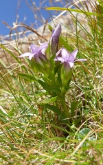 Gentianella anisodonta