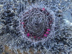 Mammillaria mystax