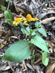 Acmella oppositifolia