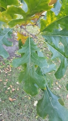 Quercus macrocarpa