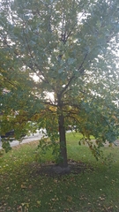 Quercus macrocarpa
