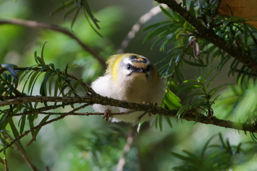 Reyezuelo listado (Regulus ignicapilla)