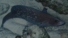 Rypticus saponaceus