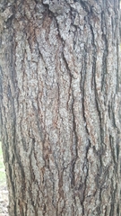 Quercus macrocarpa