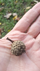 Quercus macrocarpa
