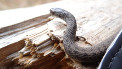 Storeria storerioides