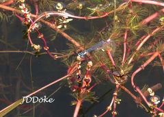 Cyanallagma bonariense
