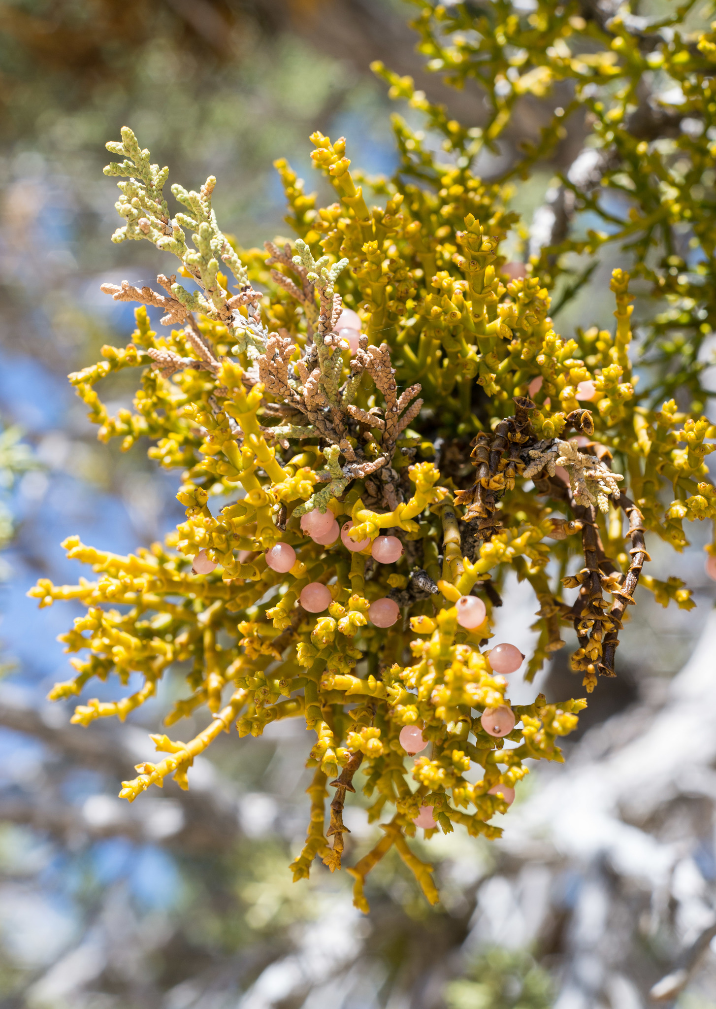 Phoradendron juniperinum