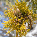 Phoradendron juniperinum - Photo (c) Tony Iwane, μερικά δικαιώματα διατηρούνται (CC BY-NC), uploaded by Tony Iwane