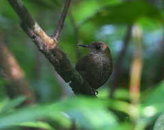 Microcerculus marginatus