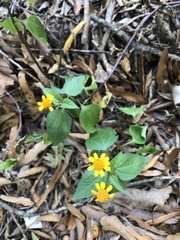 Acmella oppositifolia