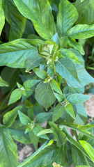 Asystasia gangetica