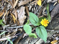 Acmella oppositifolia