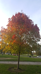 Acer