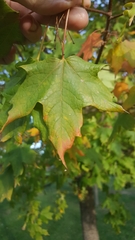 Acer