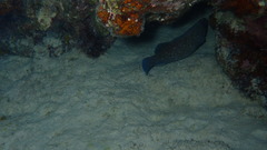 Rypticus saponaceus