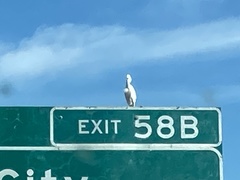 Egretta thula