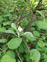 Podosphaera leucotricha