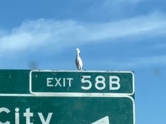Egretta thula