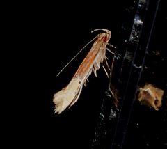 Labdia semicoccinea