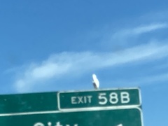 Egretta thula