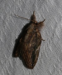Lamprothripa scotia