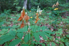 Lathyrus laevigatus occidentalis