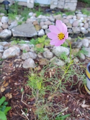 Cosmos bipinnatus