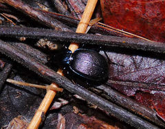 Sphaeroderus stenostomus lecontei