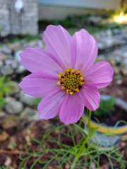 Cosmos bipinnatus