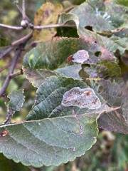 Phyllonorycter corylifoliella
