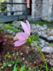 Cosmos bipinnatus