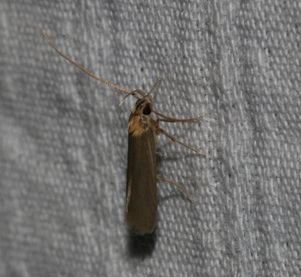 Tegenocharis tenebrans