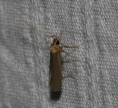 Tegenocharis tenebrans