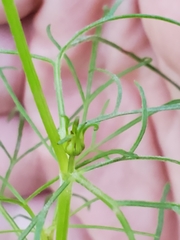 Cosmos bipinnatus