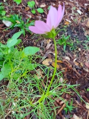 Cosmos bipinnatus