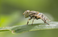 Eristalinus megacephalus