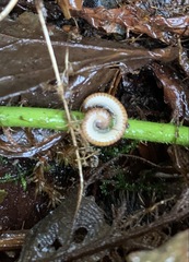 Polyzoniidae