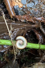 Polyzoniidae