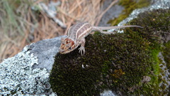 Sceloporus aeneus