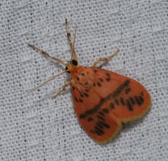 Miltochrista arcuata