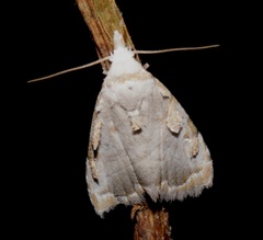 Nola marginata