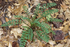 Packera millelobata